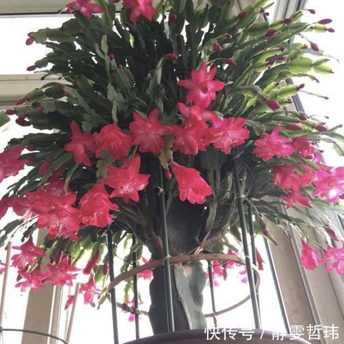 蟹爪兰不开花,2种废渣家家都有,埋1点花芽猛长,花爆盆