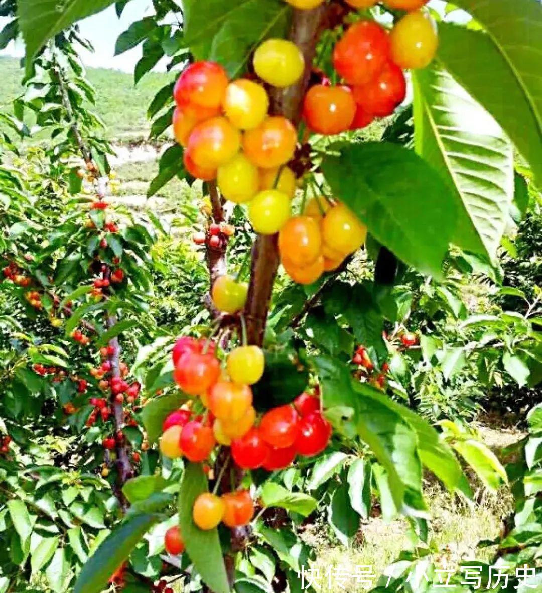 缺德商贩,把“绿化草”包装成“进口花”来卖,上当的人真不少