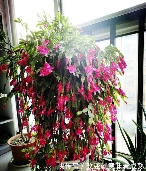 虎皮兰|3种没人要的“玩意”，捡一点养花，肥效好，还防冻！