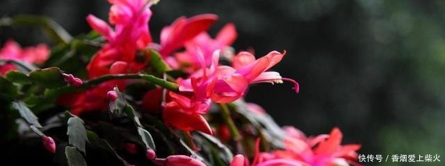 喂点“甜水”，蟹爪兰不烂根不黄叶，还开满盆花！