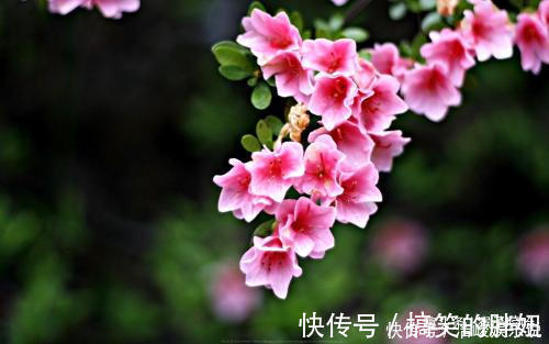 招财纳福|谁家女人属此生肖,是家里的“财神爷”,为家里人招财纳福