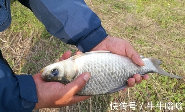 杂鱼|冬季钓鱼，想要钓到大鲫鱼，试试这种钓法，大鲫鱼也会排队上钩！