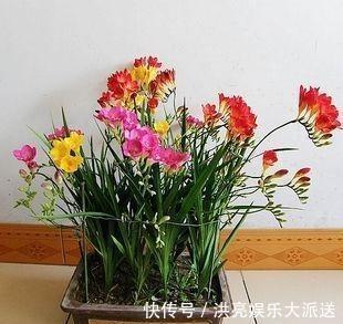 花朵|1种花“了不起”,秋天上盆,冬天花朵“爆盆”,比香水好闻10倍