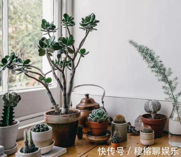 养花坏习惯不趁早摆脱这3臭毛病,居家盆栽长久不了