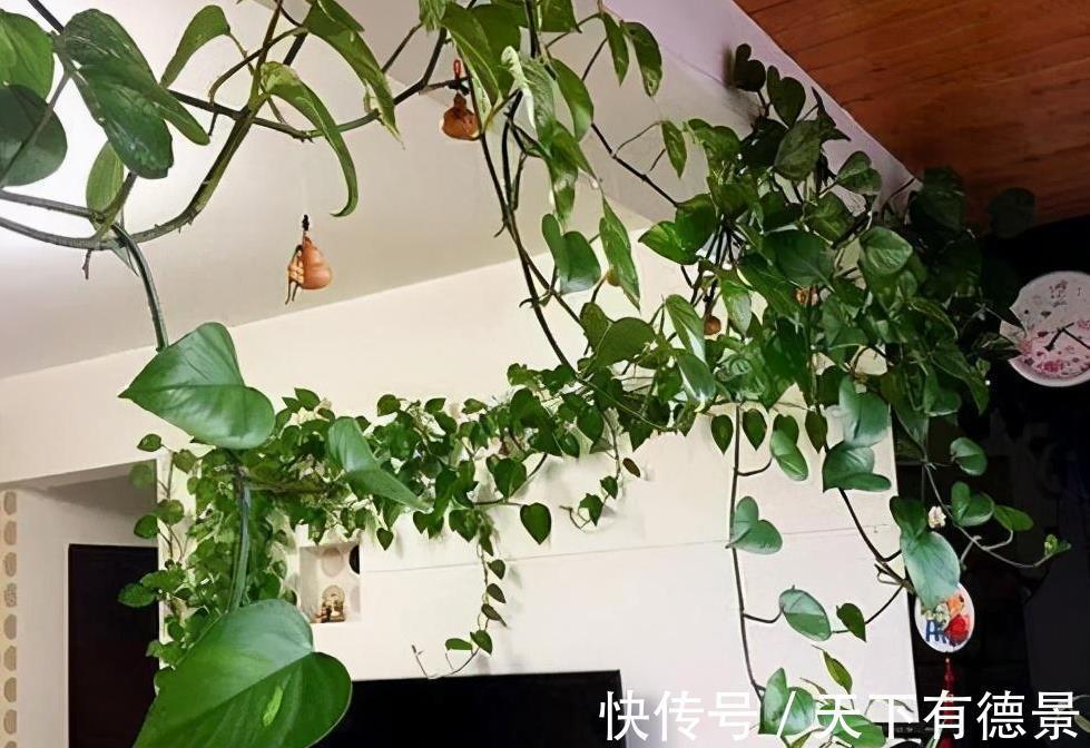 施肥|夏季给“绿萝”生长再提速,就要往里面加入这些料