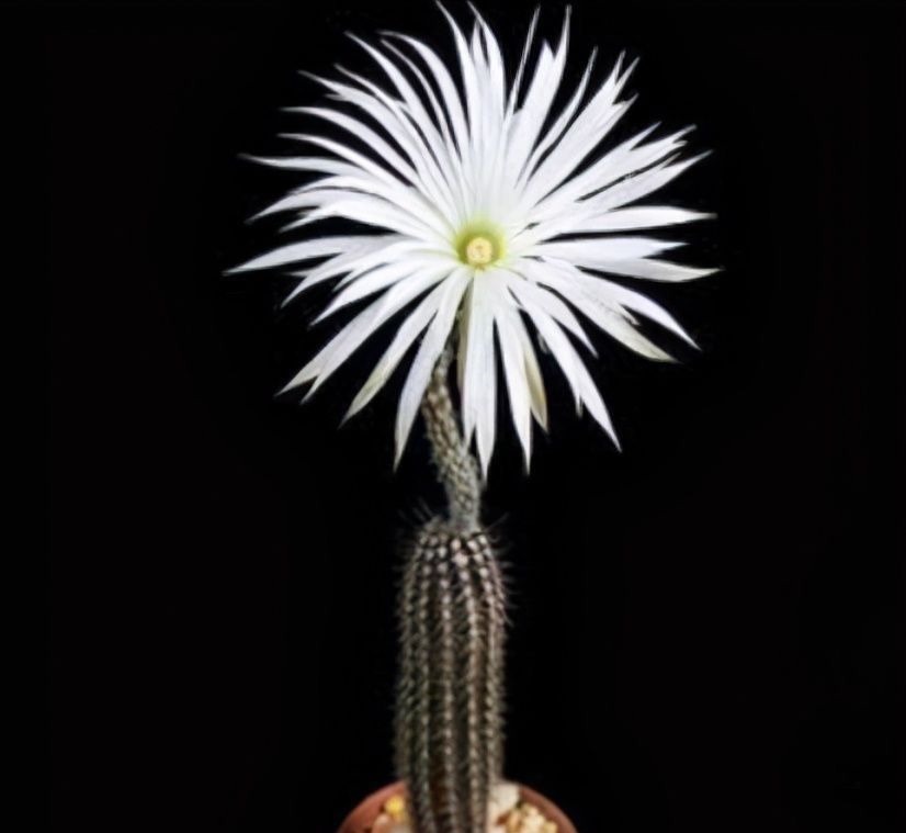 仙人球中有六个品种,它们是“开花劳模”,条件达到可以四季开花