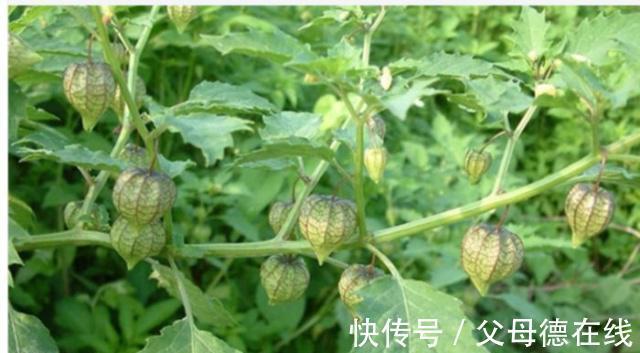对于不懂的人来说,只会把它当野草,其实它是一种,能治病的良药