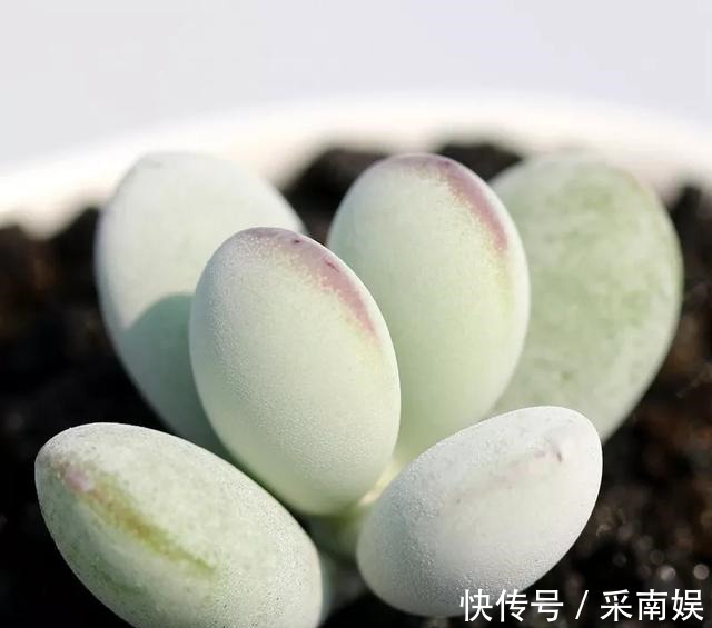 20款适合新手养的多肉,就算是养花杀手,也能养得又胖又美!