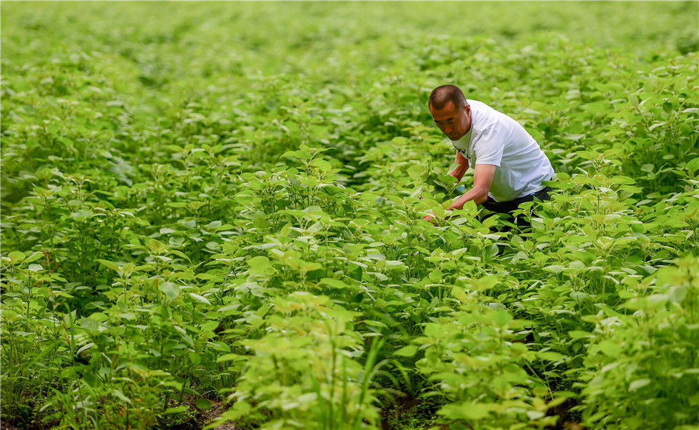 莫日根|小康不是梦——鄂伦春人的千年跨越