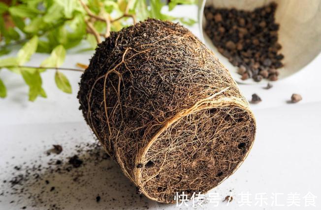 换季期间,给花草浇点“防冻水”,天冷不怕冻死,来年还能长势好