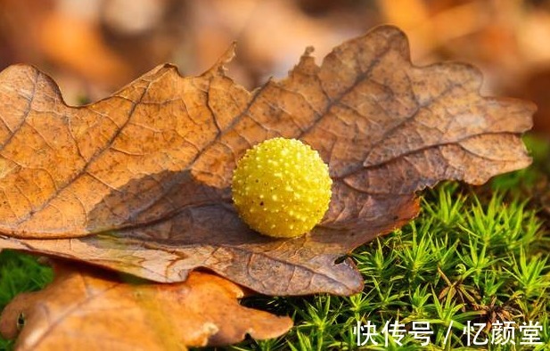 苦瓜|医院不公开的秘密，滥用5种中药，可能导致肝损伤，建议收藏