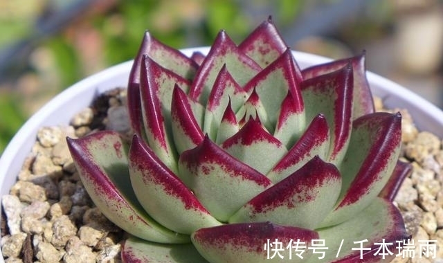 乌木|适合新手养护的4款经典多肉,便宜好养易上色,花友几乎都养过