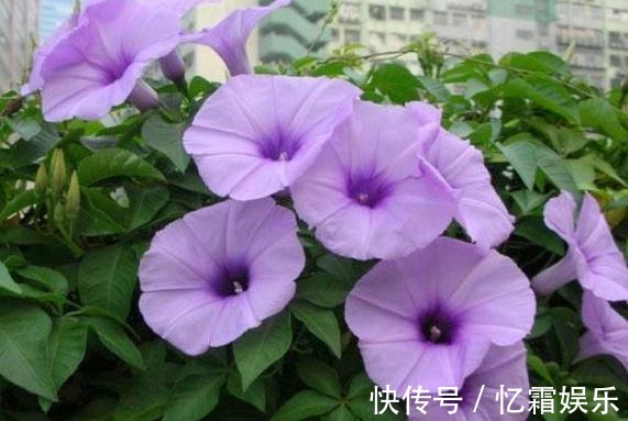 养好“五爪金龙”,就得“修一修”,花苞蹭蹭就上百,花开绕满枝