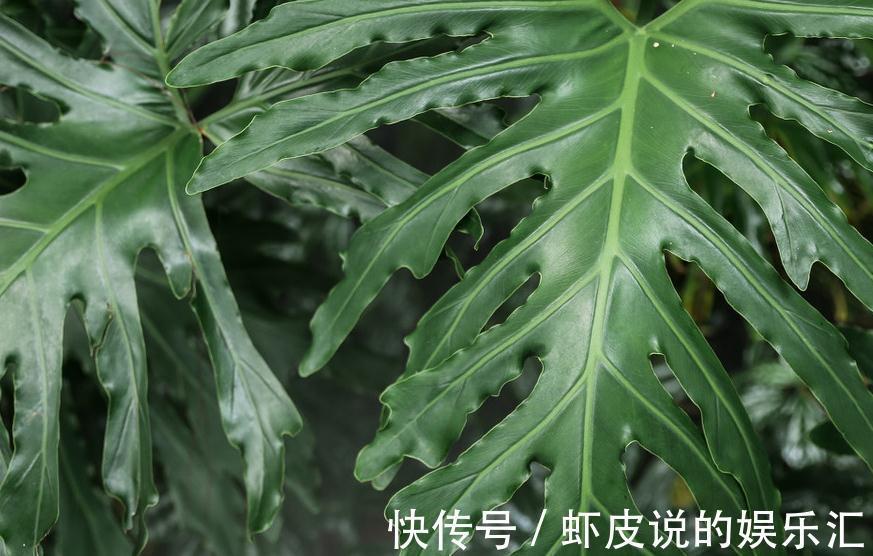 龟背竹养花方法,做好这几件事,轻轻松松让它旺盛生长