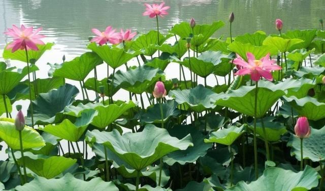 西湖#杨万里最经典的一首诗,短短二十八个字,让人有一种身临其境之感