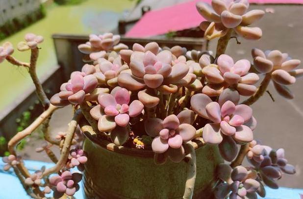 养多肉老桩,不想它茎叶长得乱糟糟就从这4方面着手提升颜值