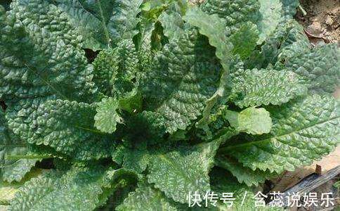 癞蛤蟆草|立秋后,感冒咳嗽很难受,不妨常吃此菜,止咳化痰,治感冒