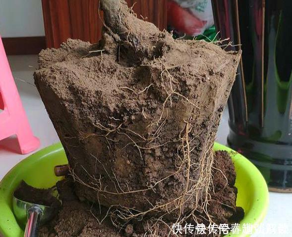 养花的土变硬了老花匠别铲，浇上“1种水”，30天变疏松