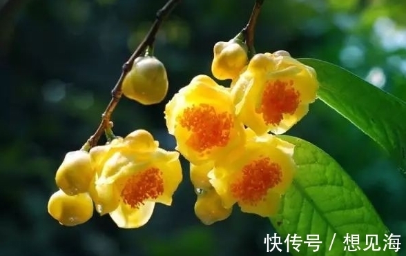 此花是“植物界的大熊猫”,开花时耀眼夺目,象征着谦虚的自然美