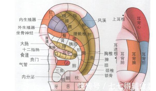 脏腑|耳朵，人体自带养生丹！每天10分钟，通畅气血，治病、养生又延寿