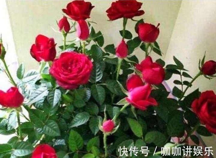 美极了|适合养在客厅的花卉,花大色艳易打理,美极了