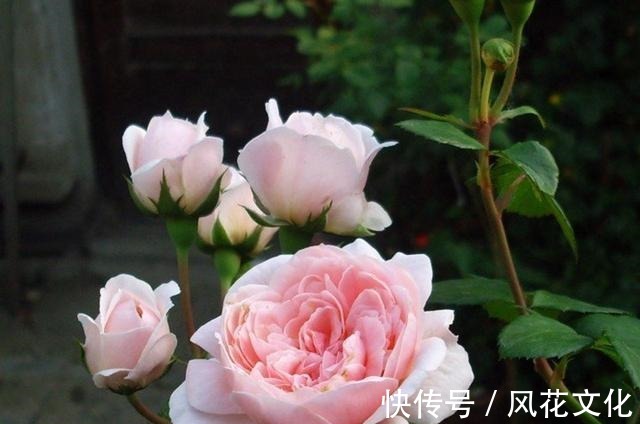 切花|月季辛迪雷拉,花朵非常大而仙,非常漂亮的粉色切花月季