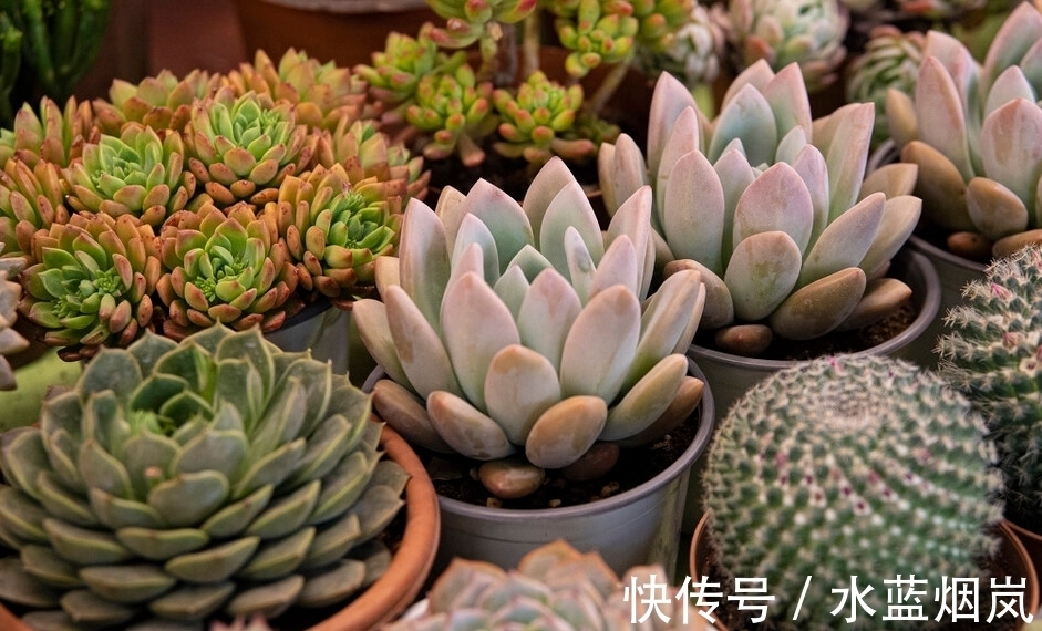 多肉植物|把多肉养成了菜色,怎样才能恢复成鲜艳的果冻色