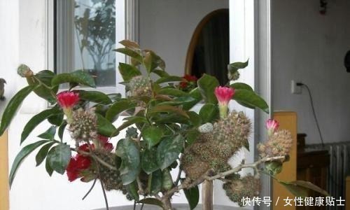 牙签扎个洞，插上仙人球，嫁接在“神木”上，变成“仙人球树”！