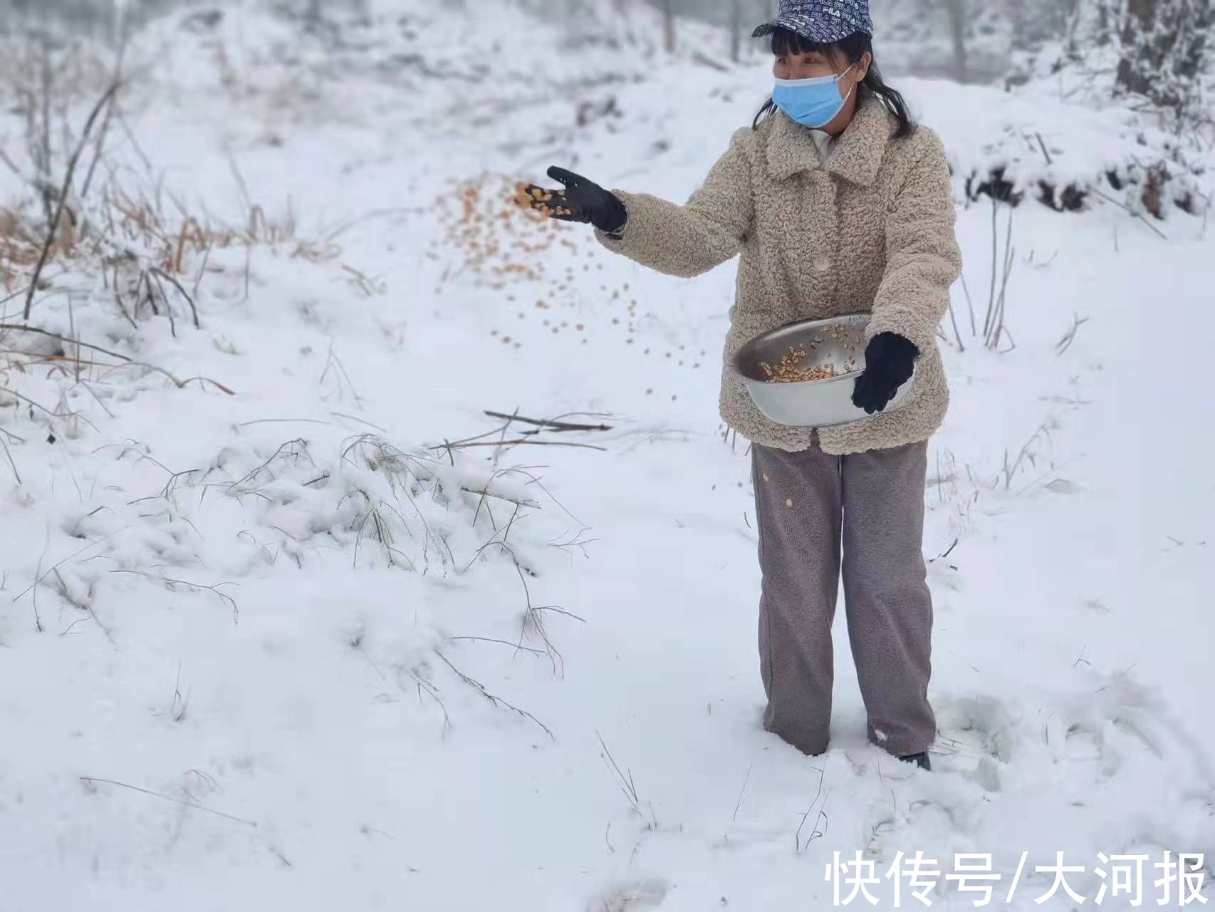 中牟县林业局|雪落黄河滩、候鸟不飞尽 林业部门为它们送“口粮”