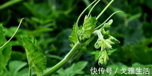 胡萝卜素|冬天了,多吃3种食物,清除肠内毒素,防止便秘,早吃早好!