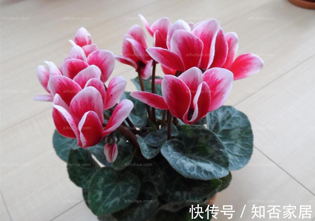 彼岸花|养花试试这几款，开花能力很强，是你愿意种，它就愿意开的类型