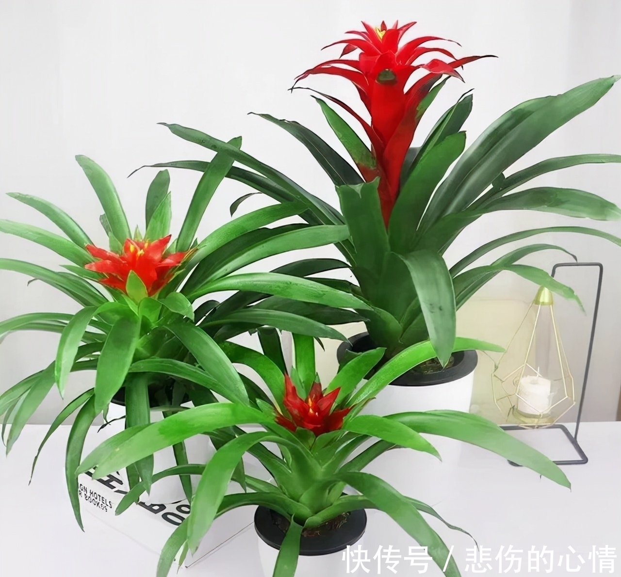 水仙花|这3种“年宵花”是一次性的,开花后就“不再复花”,别花钱买了