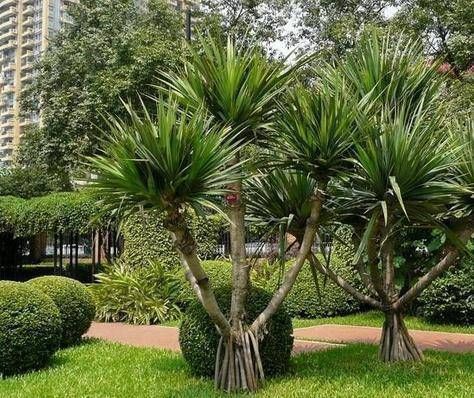 生根|很贵的“3种树”,不想买就扦插,1根枝条扔盆里,16天生根冒芽