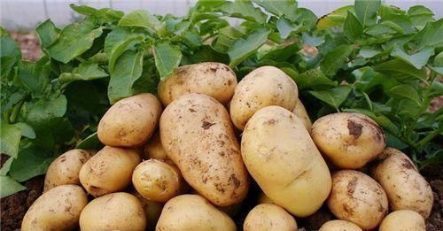 香蕉|劝告大家土豆要尽量少吃,最好不吃,看完就明白了