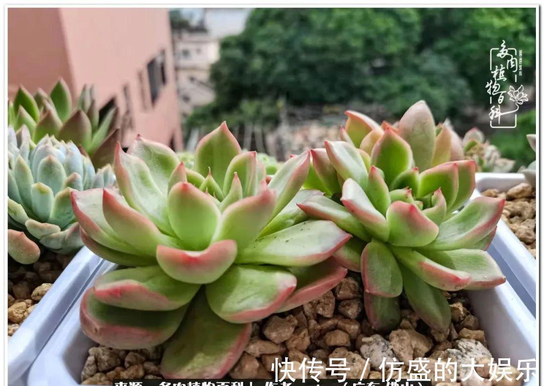 养多肉,慢慢来,我们一起沉淀再绽放!