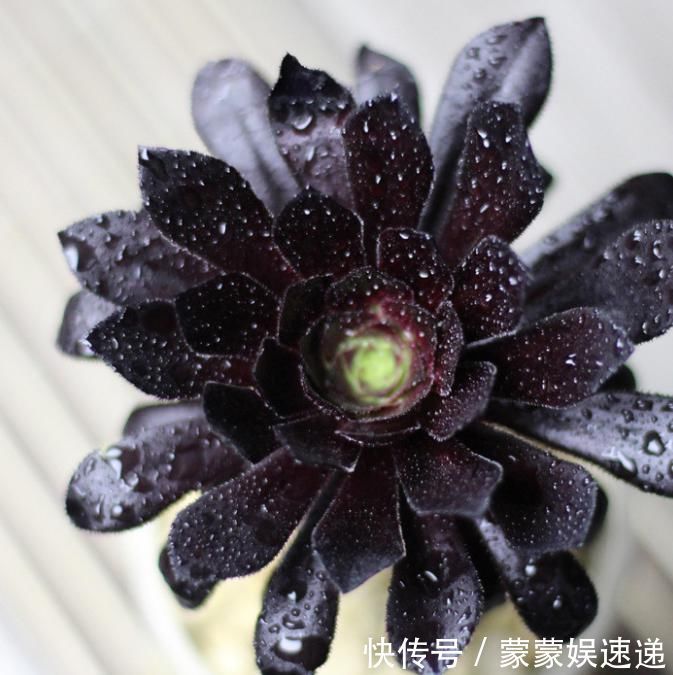 多肉|有一种多肉叫黑法师，注意这4点，养成老桩价值高