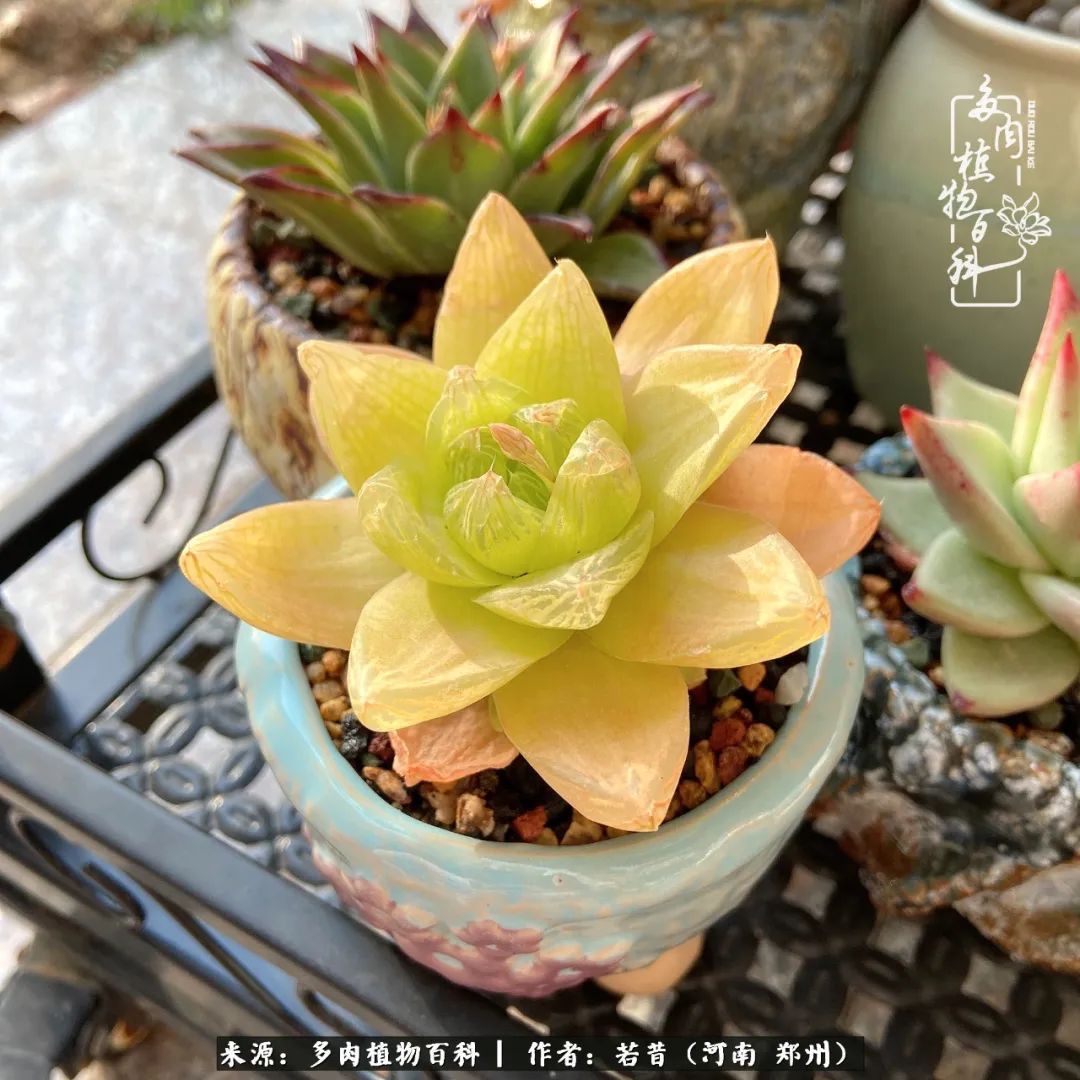 迷你小院儿，种满多肉、花草和蔬果，沉醉在自己的世外桃源！