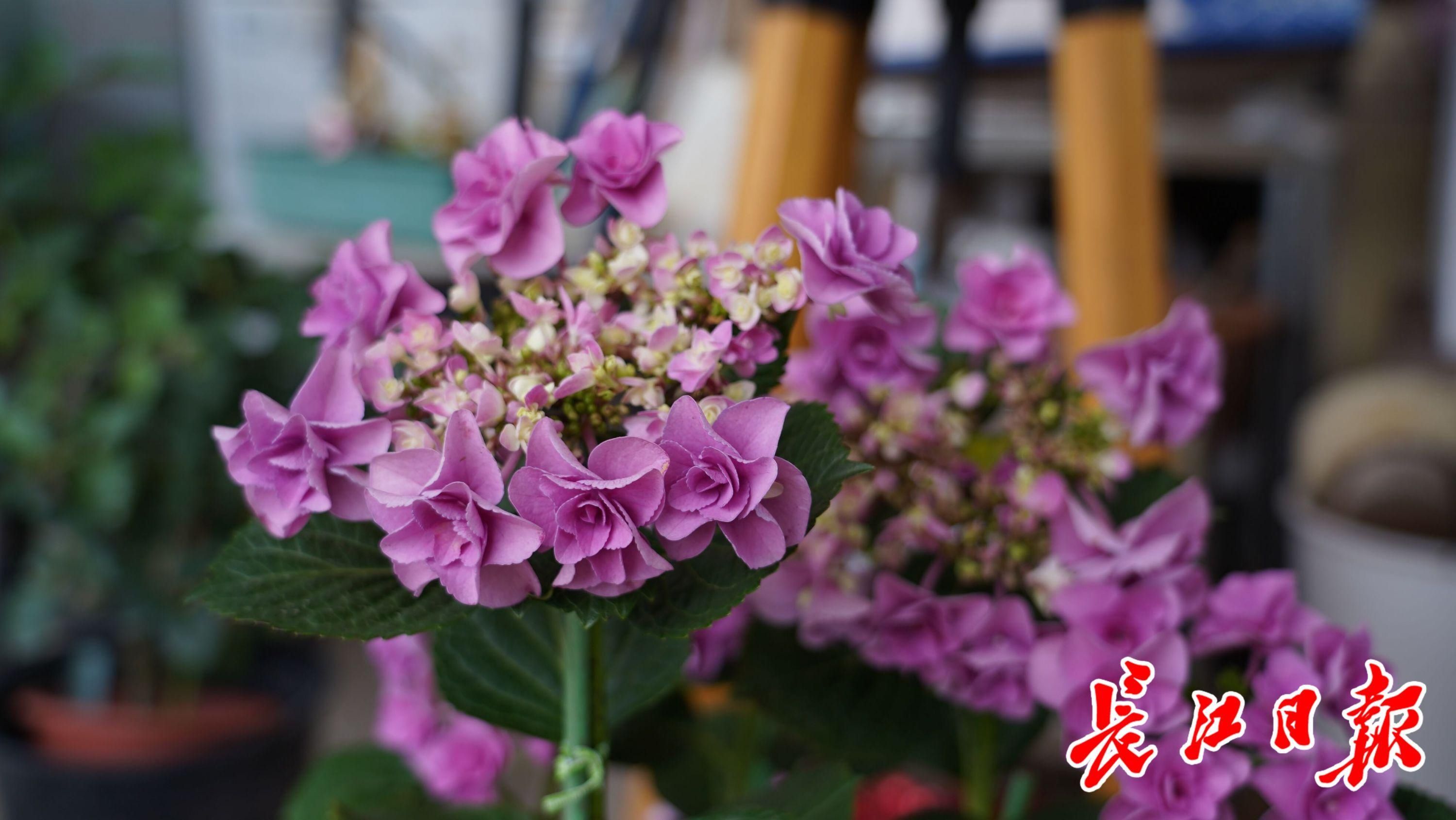 无尽夏|他家的绣球花直径大过足球,来听养花高手的养护经验