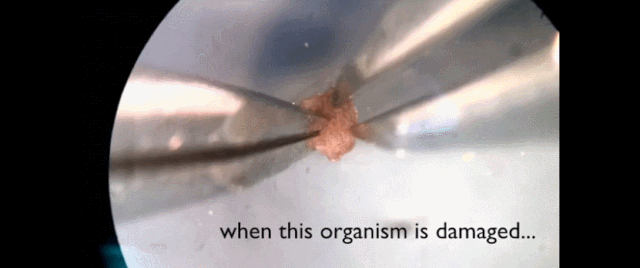 青蛙|机器人也能「造孩子」:全球首个活体机器人创生命繁衍新方式