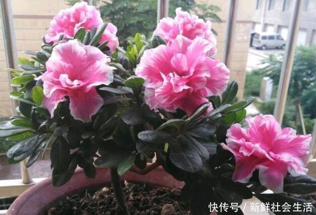 这花让人太心动,60元一盆咬牙买,冬天“赏花”全靠“它”!