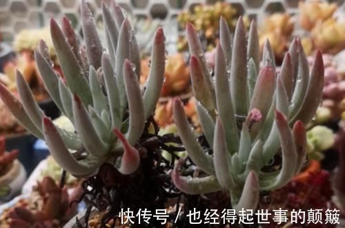 泥炭土|爱杜丽丝是仙女杯属的经典多肉，不但好养且养成老桩后充满沧桑感