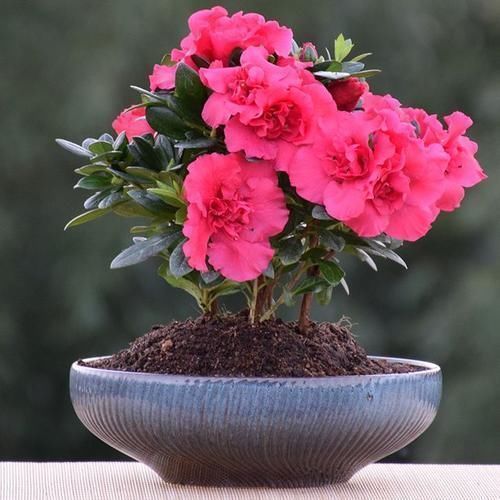 红蜀葵|阳台再小，也要养3种花，花大好养又好看，轻松打造小花园