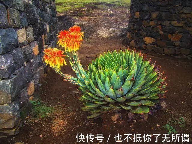 龟甲牡丹|世界上最名贵的花,一盆就是一座房子!