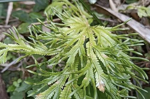 龙鳞草|此草长得很渺小，但见到请高抬贵脚，它价值很高，如今20元一斤