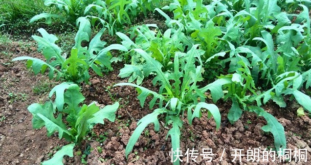 野草|猪都不愿吃的野草,原来是名贵药材苦麻草也叫“护肝草”