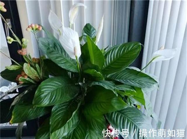 7种“吉利花”,家里养一盆,顺顺当当又漂亮,养人又旺家