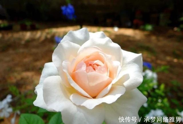  开爆|爱你的小花匠，七夕前，养好了20种月季花，随便1种都已开爆盆