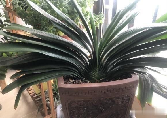 叶子|君子兰“要死不活”,其实是休眠,做到1停2通,避免黄叶烂根