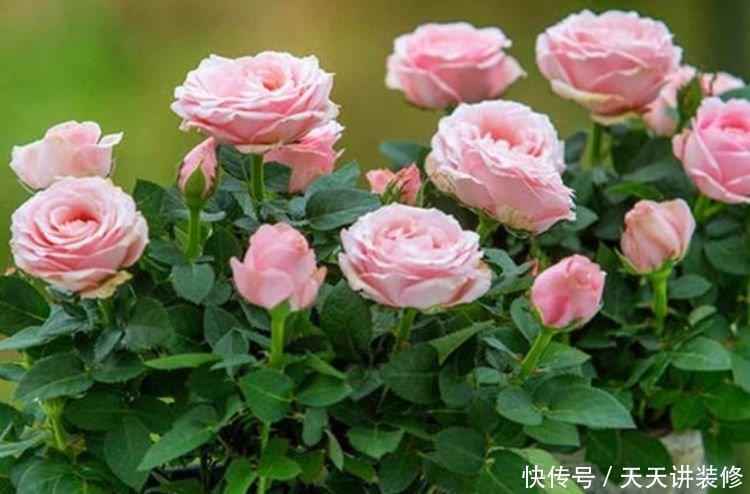 4种花美的出奇,不仅花好看,名字也好听,阳台开成花海