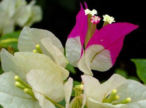 喜欢养花，选择这几款花朵，天热开花旺盛惹人爱，鲜艳漂亮，超美